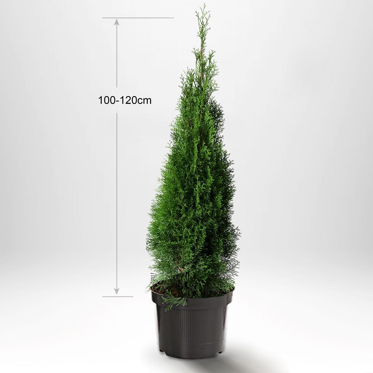 Thuja Smaragd 100-120 cm, Krukad, Kvalitet: Standard